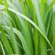 Biopaliwo zapachowe trawa cytrynowa